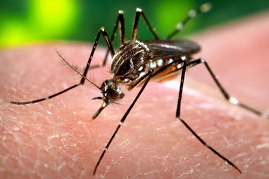 Zika Virus Causes Worldwide Worry