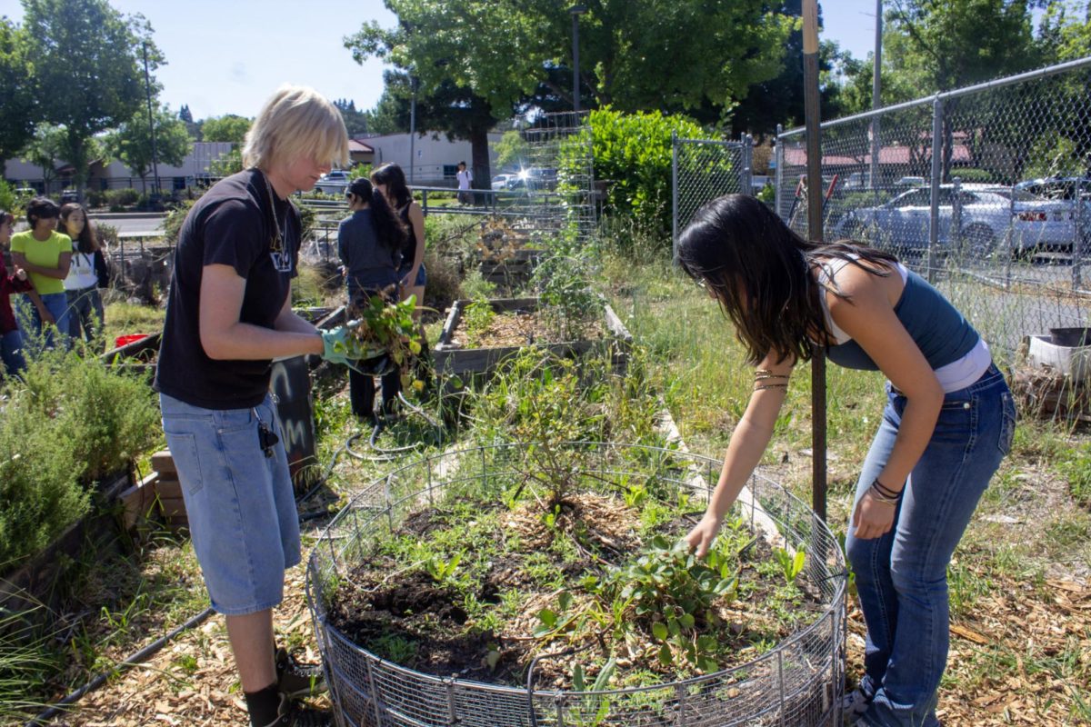RRR Club Takes on the Role of Gardening Club